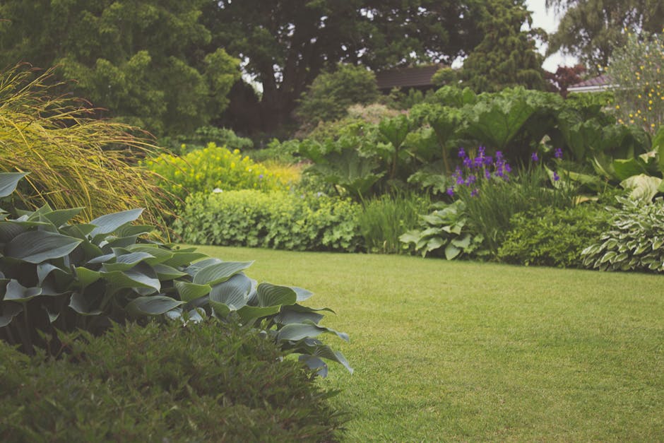 A well-maintained garden featuring a neatly trimmed, lush green lawn bordered by diverse plantings. In the foreground, broad-leaved hostas with smooth, dark green foliage are visible, alongside a textured bed of ornamental grasses with feathery, golden plumes. The background showcases a variety of flowering and leafy shrubs, including those with purple blossoms and large, lobed leaves. A gravel pathway runs along the edge of the lawn, leading into the garden area. Tall trees with dense, dark green canopies provide shade, creating a layered landscape. The overall scene is illuminated by soft, natural daylight, highlighting the textures of the grass, leaves, and soil, indicative of ongoing garden maintenance and landscaping work. The image captures a tidy, inviting outdoor space cared for by Gardeners Ealing, emphasizing lawn care, hedge trimming, and garden bed management as key elements of professional gardening services.