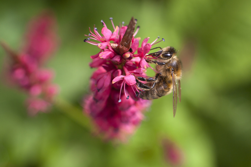 hedge trimming hedge cutting
