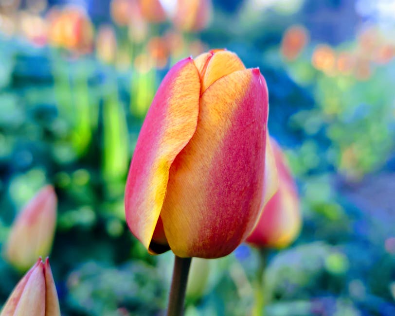 Close-up of a pink and yellow tulip in a garden setting, with its petals gently closed and displaying a smooth texture. Surrounding the tulip are other partially visible tulips and green foliage, including leafy stems and grass. The background features a blurred garden scene with a mix of vibrant greens and hints of colorful flowers, indicating a well-maintained outdoor space. The sunlight illuminates the petals softly, highlighting their delicate coloration and the contrast between the pink and yellow hues. The garden includes a pathway and neatly trimmed plants, suggesting careful garden maintenance by a professional, such as Gardeners Ealing, who manage landscaping work, lawn care, and hedge trimming in accordance with local garden waste rules and compliance standards.