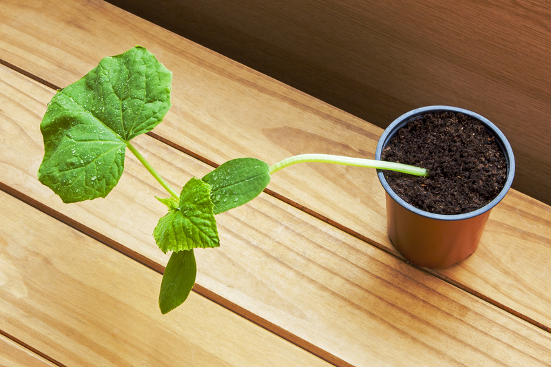 Garden design garden